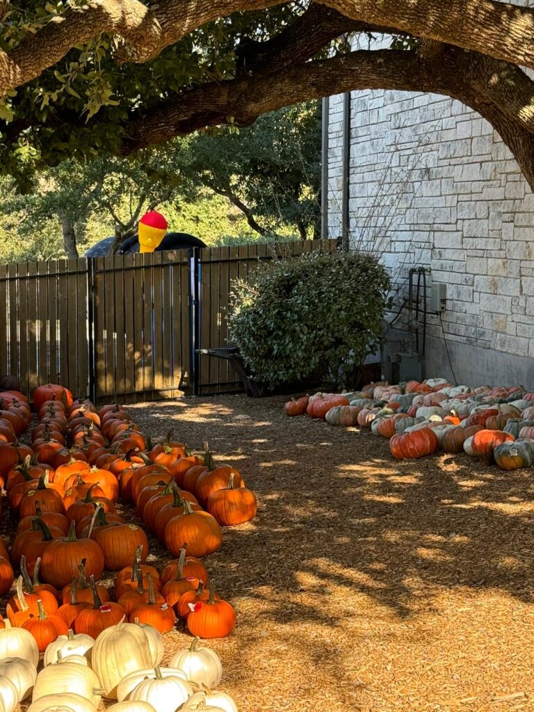 pumpkin decorations trends in Austin