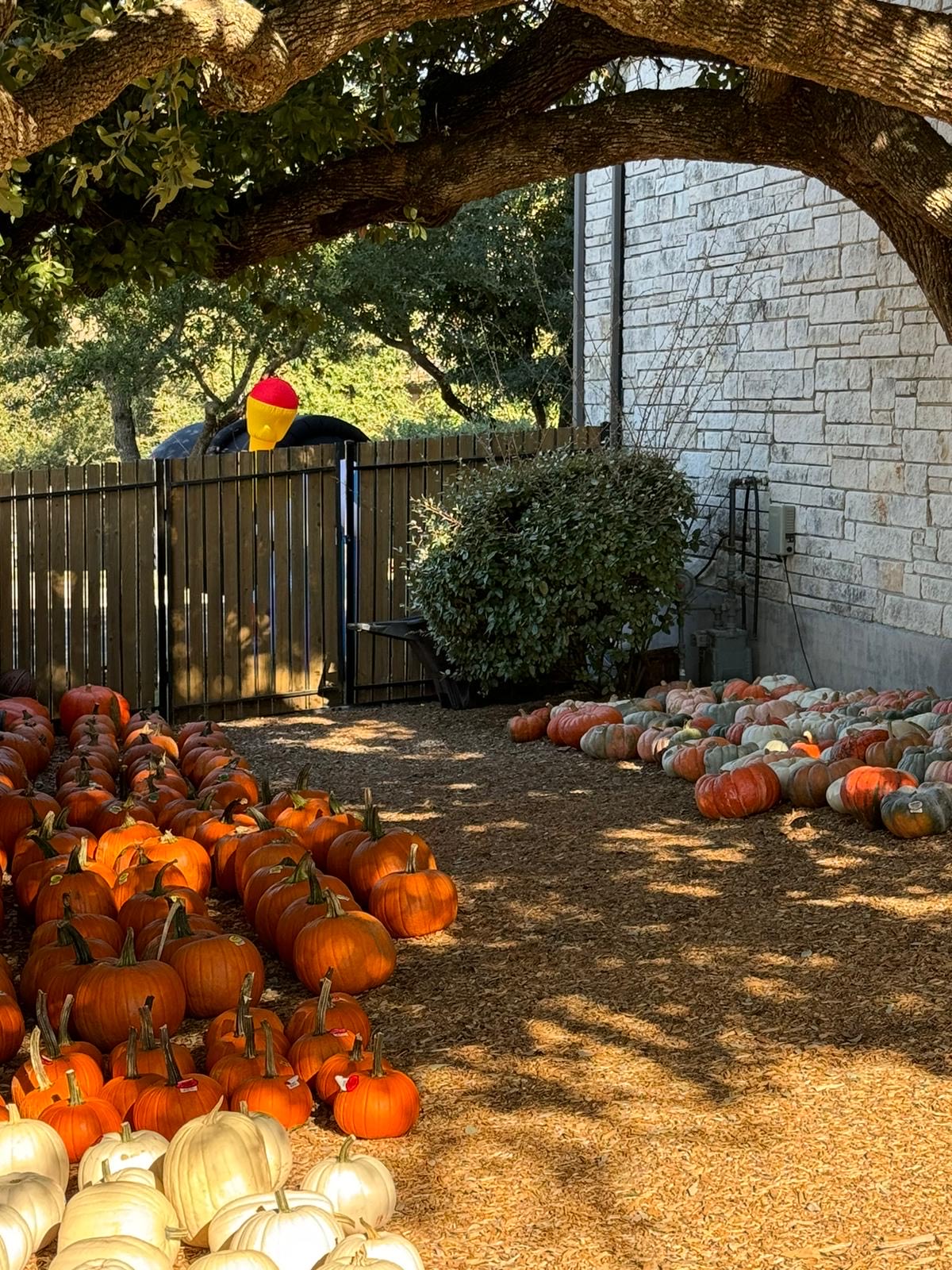 pumpkin decorations trends in Austin