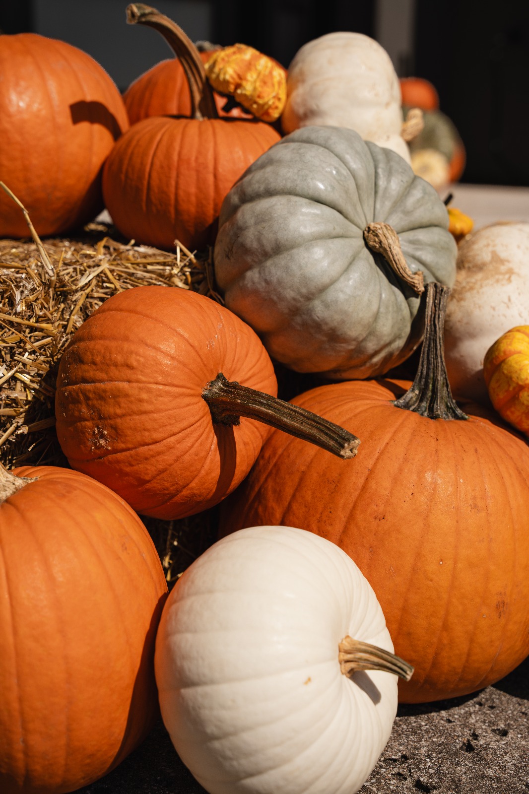 pumpkins porch Austin